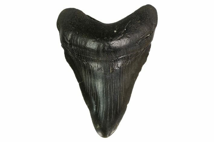 Fossil Megalodon Tooth - Georgia #145437